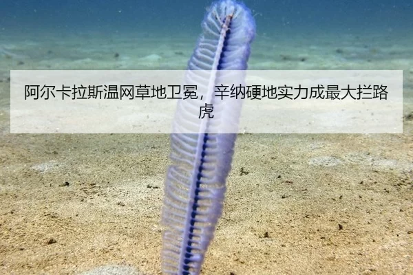 阿尔卡拉斯温网草地卫冕，辛纳硬地实力成最大拦路虎